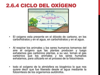 2.6.4 CICLO DEL OXÍGENO
• El oxigeno esta presente en el dióxido de carbono, en los
carbohidratos y en el agua, en carbohidratos y en el agua.
• Al respirar los animales y los seres humanos tomamos del
aire el oxígeno que las plantas producen y luego
exhalamos gas carbónico plantas, a su vez, toman el gas
carbónico que los animales y los seres humanos
exhalamos, para utilizarlo en el proceso de la fotosíntesis
• todo el oxígeno de la atmósfera es biogénico lo que nos
quiere decir que fue liberado desde el agua mediante la
fotosíntesis de los organismos autótrofos.
 