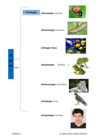 Zoología

Entomología: Insectos

Helmintología: Gusanos

Ictiología: Peses

Es
pe
cia
reptiles
l

Herpetología:

Anfibios

y

Mastozoología: Mamíferos

Ornitología: Aves

Antropología: Hombre

UNIDAD 1

LA BIOLOGÍA COMO CIENCIA

 