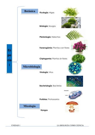 Botánica

Ficología: Algas

Briología: Musgos

Pterienlogia: Helechos

Es
pe
cia
l

Fanerogámia: Plantas con flores

Criptogamia: Plantas sin flores

Microbiología
Virología: Virus

Bacteriología: Bacterias

Protistas: Protozoarios

Micología
Hongos

UNIDAD 1

LA BIOLOGÍA COMO CIENCIA

 