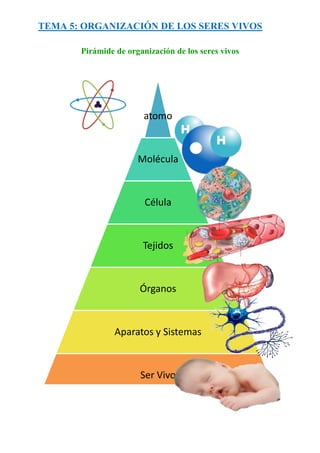 TEMA 5: ORGANIZACIÓN DE LOS SERES VIVOS
Pirámide de organización de los seres vivos

atomo

Molécula

Célula

Tejidos

Órganos

Aparatos y Sistemas

Ser Vivo

 
