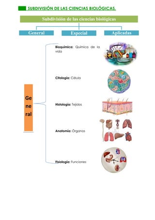 SUBDIVISIÓN DE LAS CIENCIAS BIOLÓGICAS.

Subdivisión de las ciencias biológicas
General

Especial
Bioquímica: Química de la
vida

Citología: Célula

Ge
ne
ral

Histología: Tejidos

Anatomía: Órganos

Fisiología: Funciones

Aplicadas

 