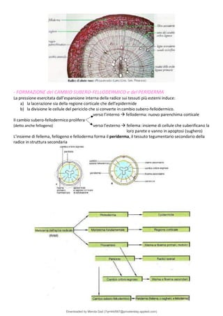 Comprehensive Overview of Plant Biology: Structure, Function, and ...