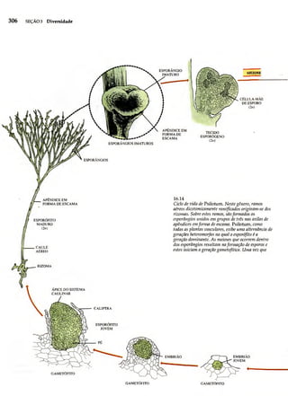 Biologia vegetal raven_5ªed