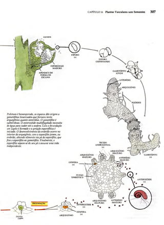 Biologia vegetal raven_5ªed