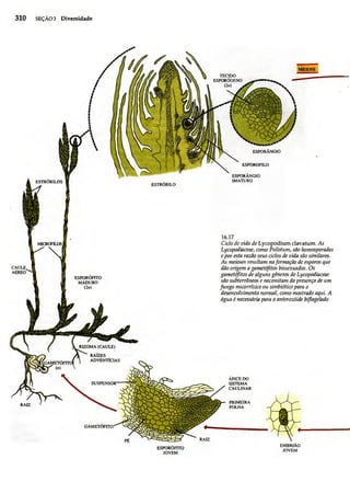 Biologia vegetal raven_5ªed