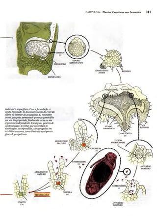 Biologia vegetal raven_5ªed