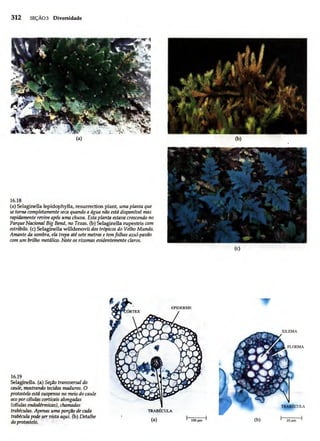 Biologia vegetal raven_5ªed