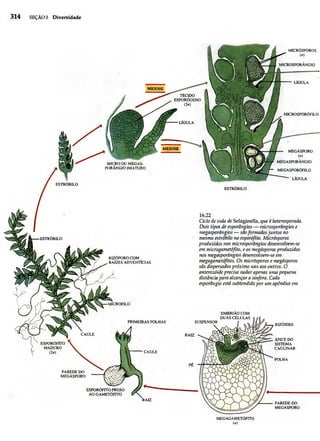 Biologia vegetal raven_5ªed