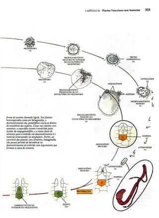 Biologia vegetal raven_5ªed
