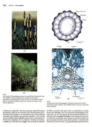 Biologia vegetal raven_5ªed