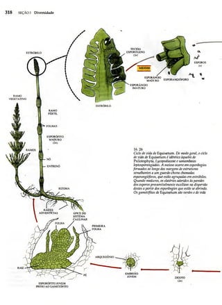 Biologia vegetal raven_5ªed
