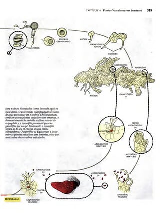 Biologia vegetal raven_5ªed