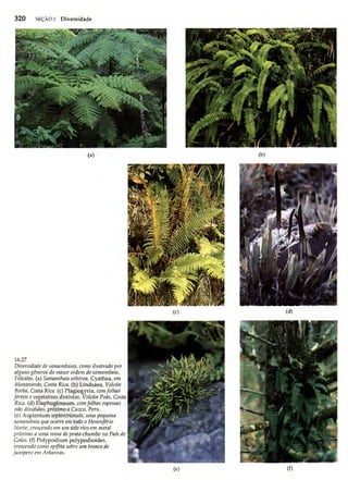 Biologia vegetal raven_5ªed