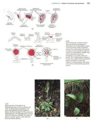 Biologia vegetal raven_5ªed