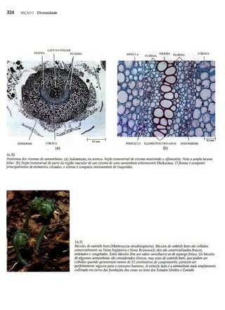 Biologia vegetal raven_5ªed