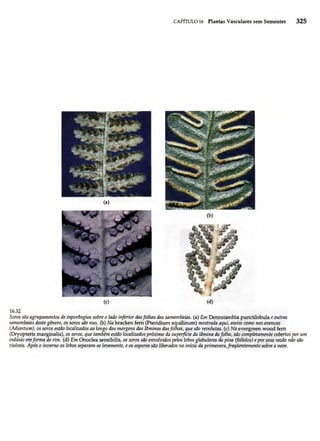 Biologia vegetal raven_5ªed