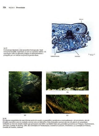 Biologia vegetal raven_5ªed