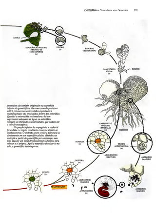 Biologia vegetal raven_5ªed