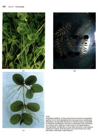 Biologia vegetal raven_5ªed