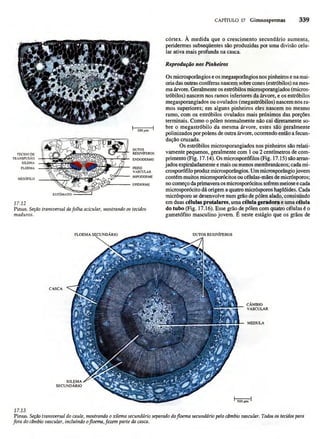 Biologia vegetal raven_5ªed