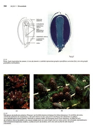 Biologia vegetal raven_5ªed