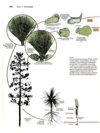 Biologia vegetal raven_5ªed