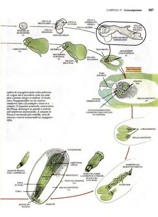 Biologia vegetal raven_5ªed