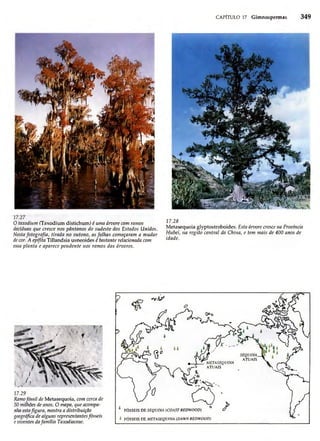 Biologia vegetal raven_5ªed