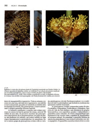 Biologia vegetal raven_5ªed