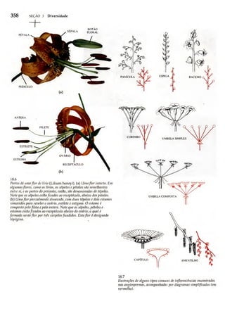 Biologia vegetal raven_5ªed