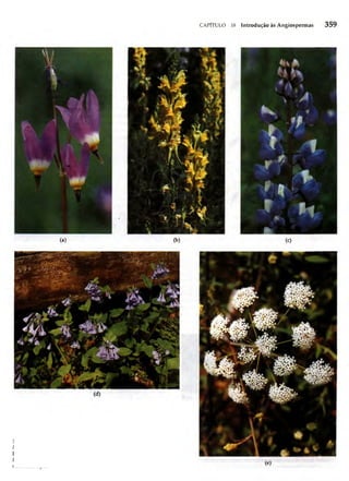 Biologia vegetal raven_5ªed