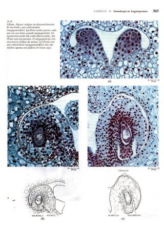 Biologia vegetal raven_5ªed