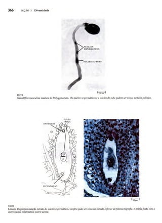 Biologia vegetal raven_5ªed