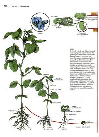 Biologia vegetal raven_5ªed