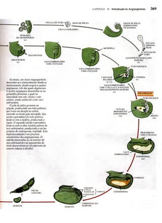 Biologia vegetal raven_5ªed