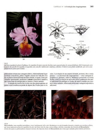Biologia vegetal raven_5ªed