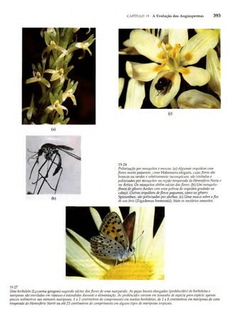 Biologia vegetal raven_5ªed