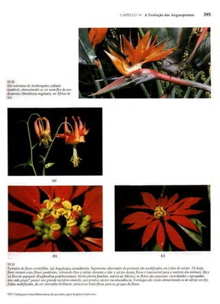 Biologia vegetal raven_5ªed