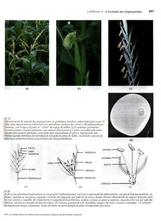 Biologia vegetal raven_5ªed