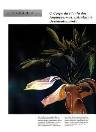 Biologia vegetal raven_5ªed