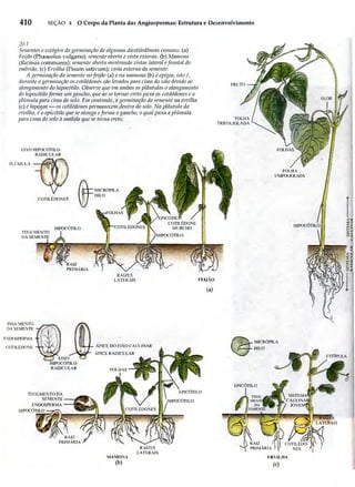 Biologia vegetal raven_5ªed