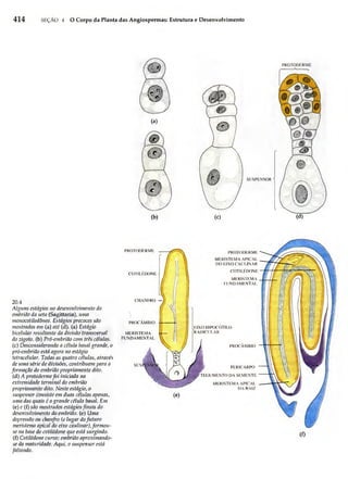 Biologia vegetal raven_5ªed