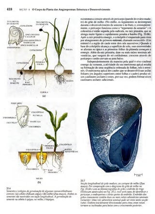 Biologia vegetal raven_5ªed