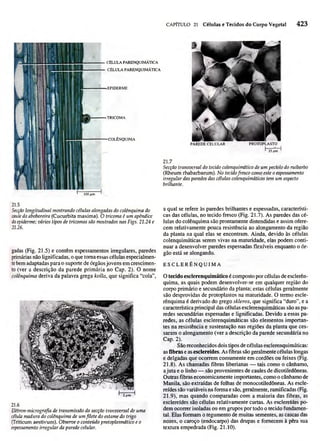 Biologia vegetal raven_5ªed