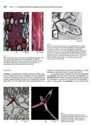 Biologia vegetal raven_5ªed