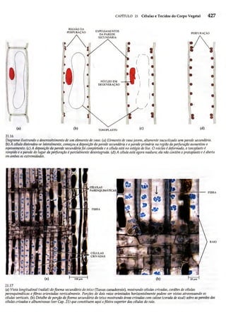 Biologia vegetal raven_5ªed