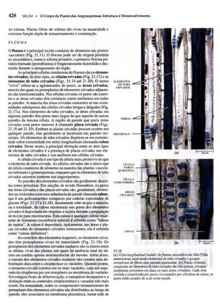 Biologia vegetal raven_5ªed