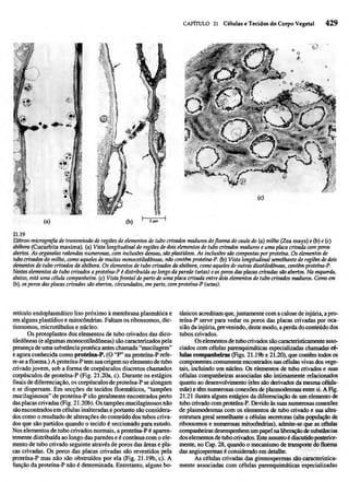 Biologia vegetal raven_5ªed