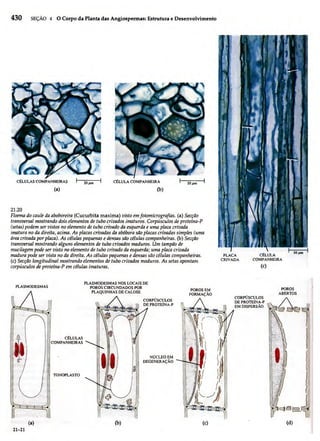 Biologia vegetal raven_5ªed