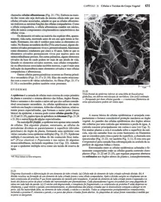 Biologia vegetal raven_5ªed